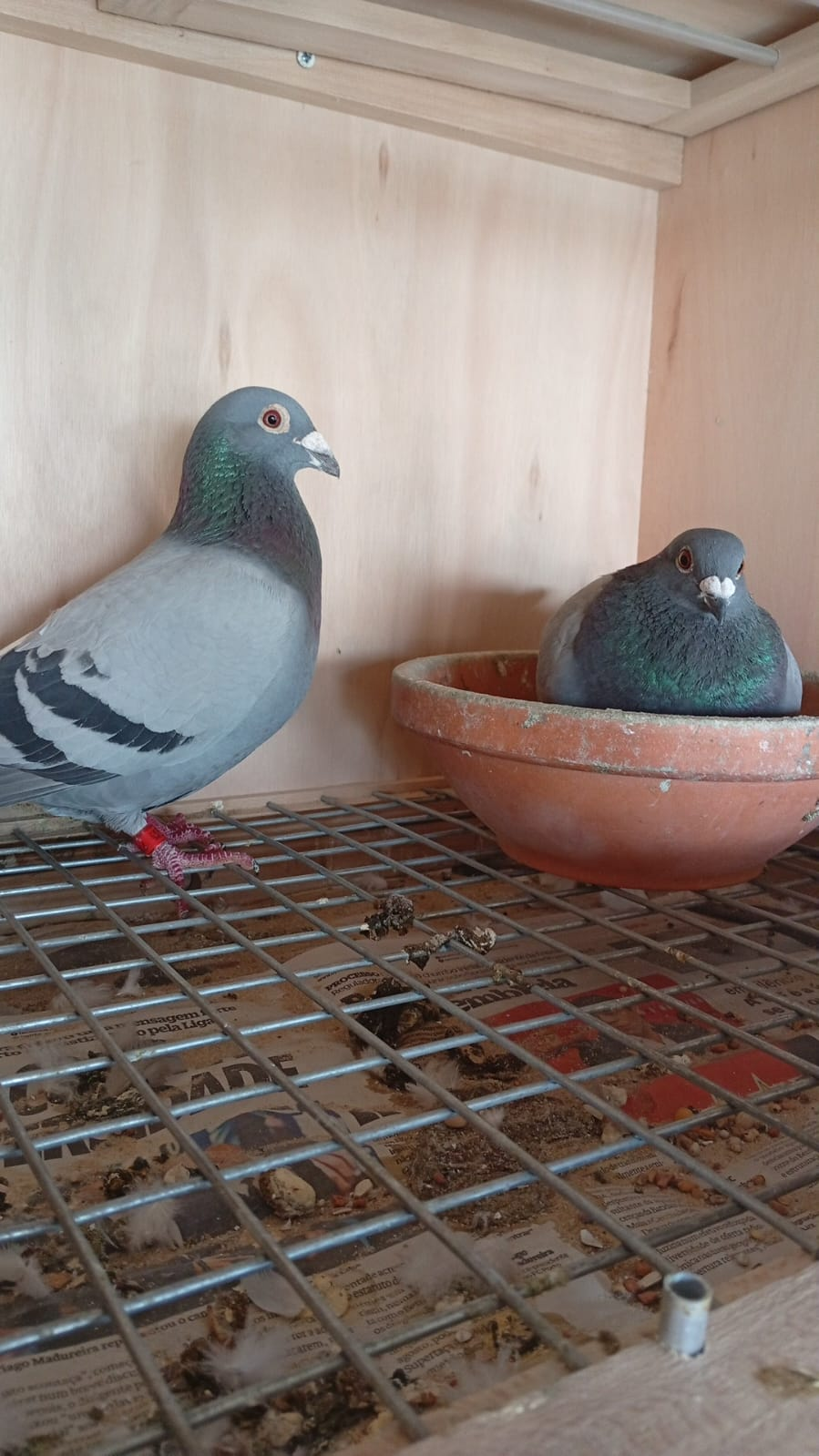 Casal em destaque — pai polaco e mãe azul negra