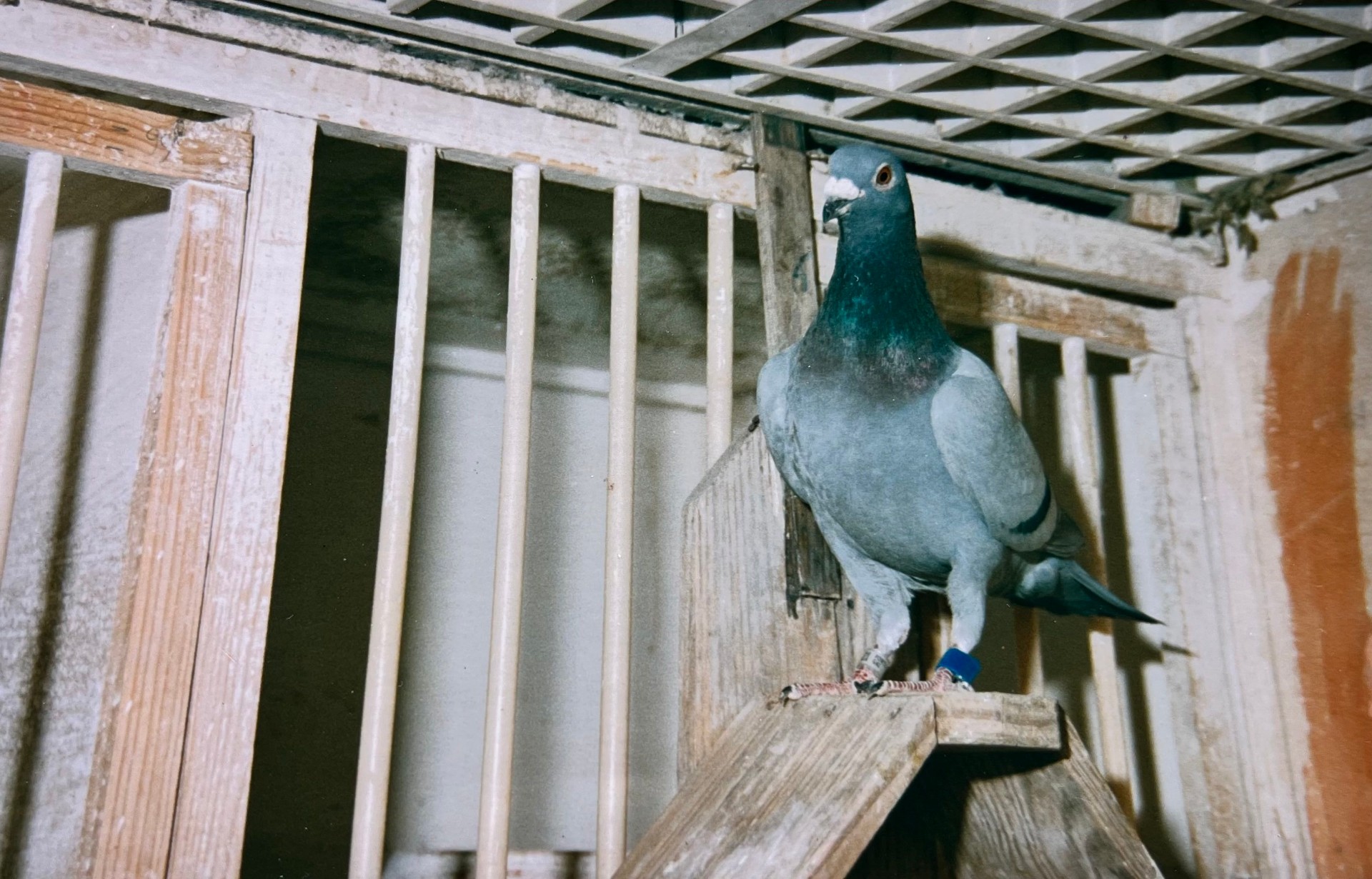 Pombo em destaque — anilha 2153321